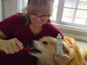 best dog toothpaste