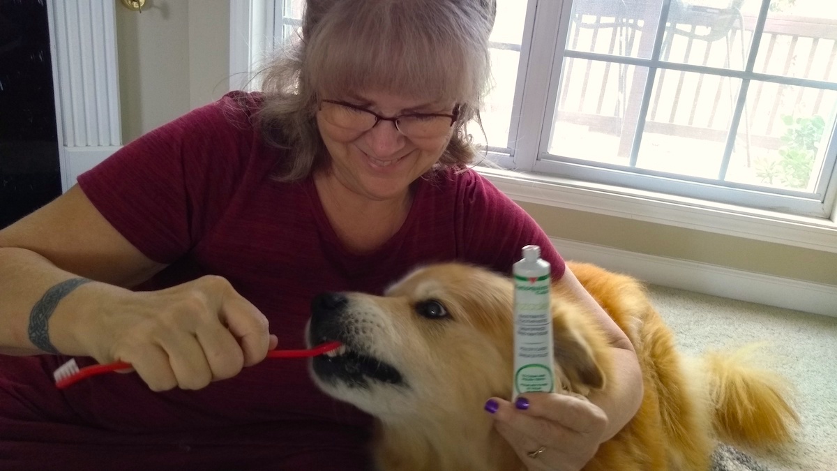 best dog toothpaste